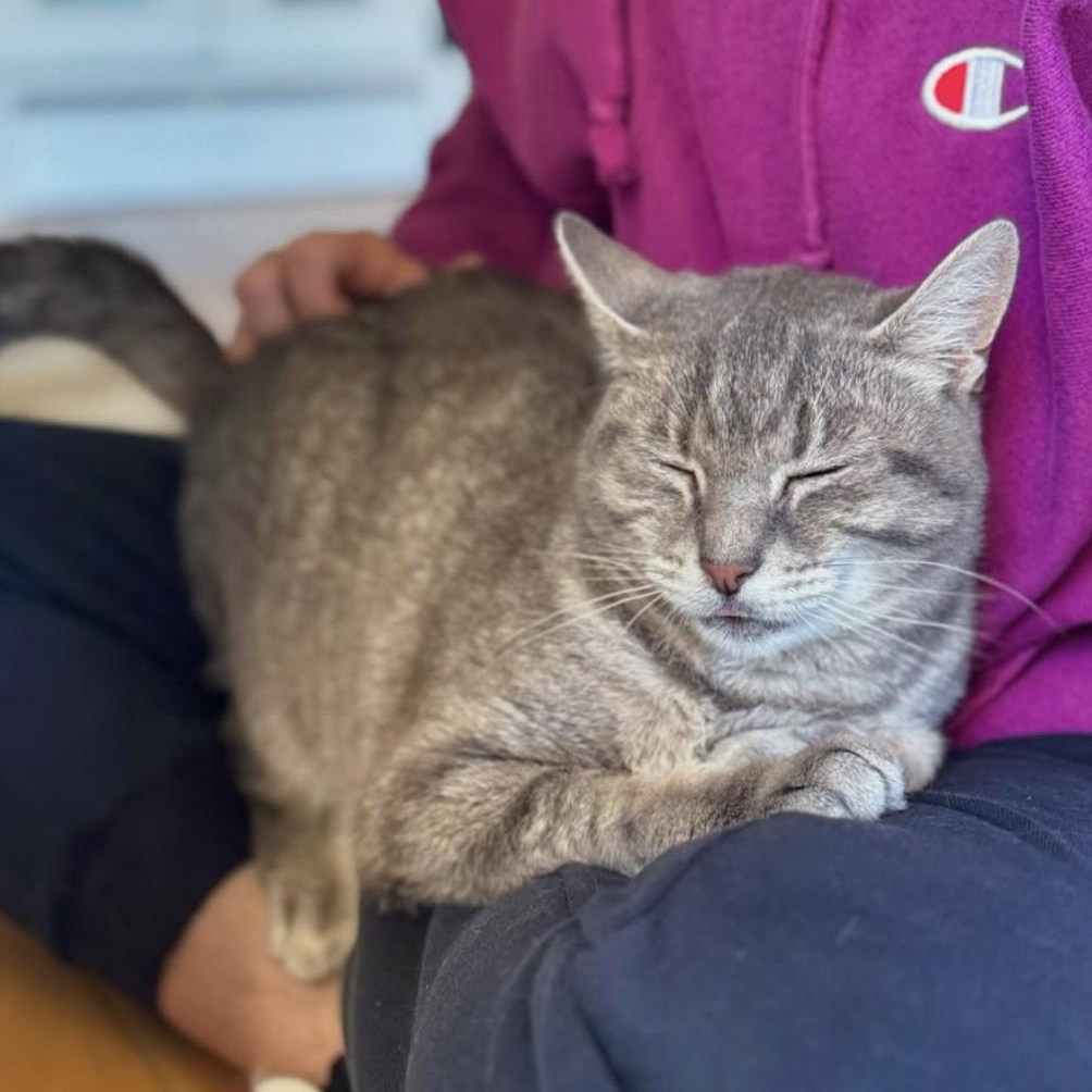 Enlarge January, a Adoptable Domestic Short Hair in Ramsey, NJ image 2/5