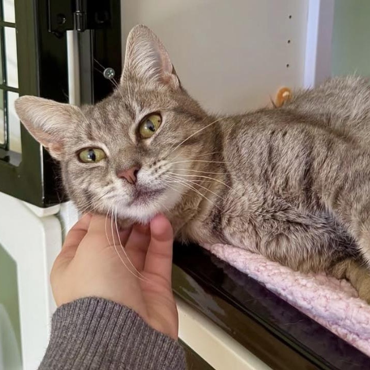 January, Adoptable, Adult Female Domestic Short Hair.