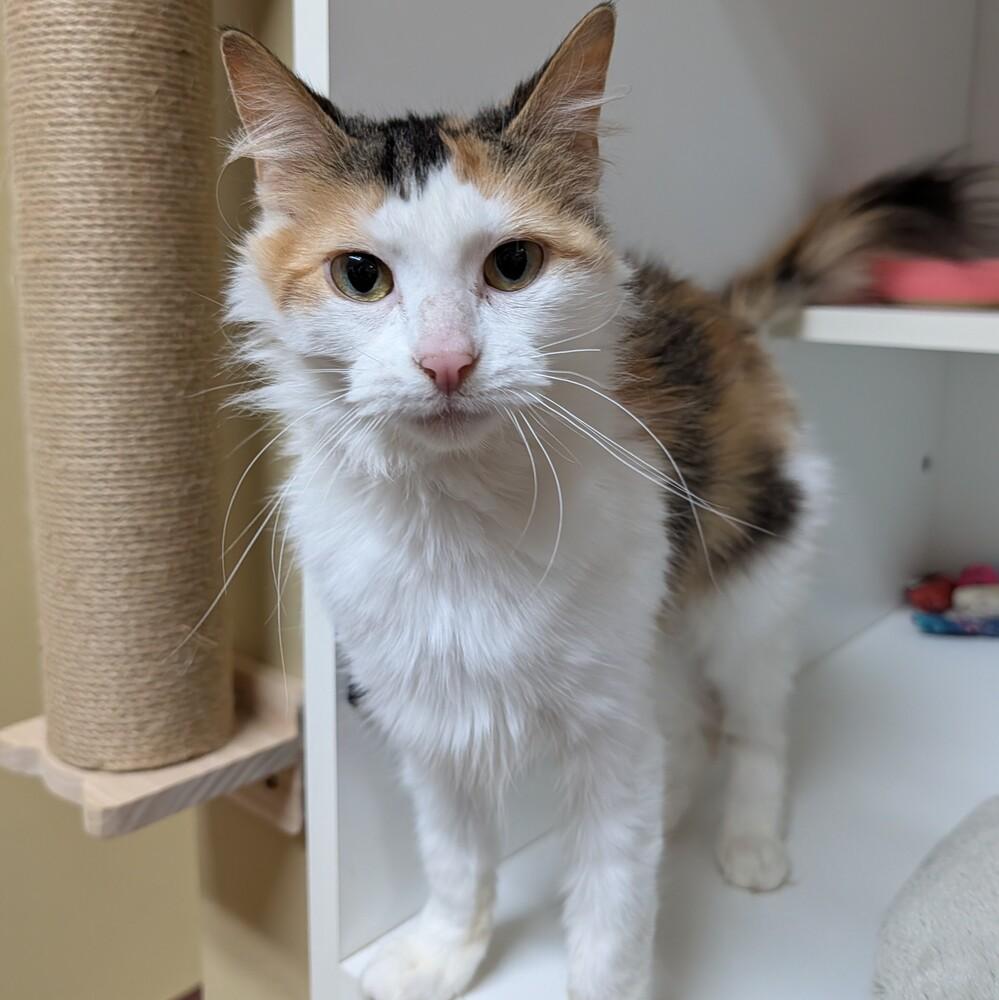 Taffy, Adoptable, Adult Female Domestic Short Hair.