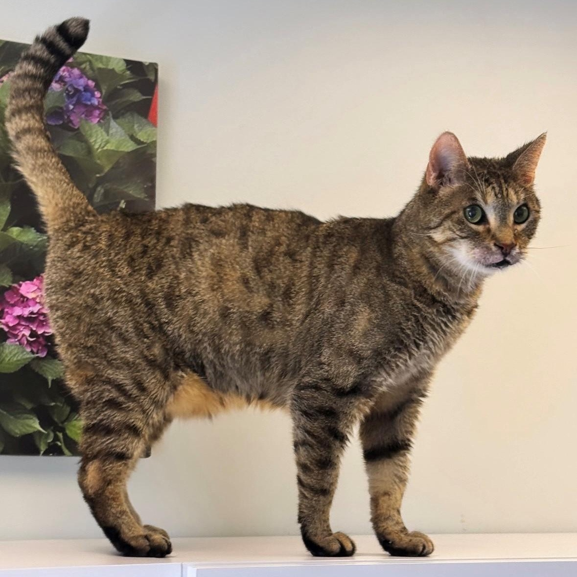 Cats & Kittens for Adoption in Hicksville, NY | Petfinder