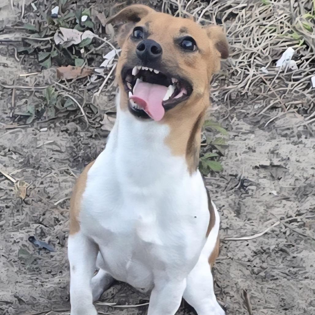 Enlarge Jake, a Adoptable Jack Russell Terrier in Bronson, FL image 1/2