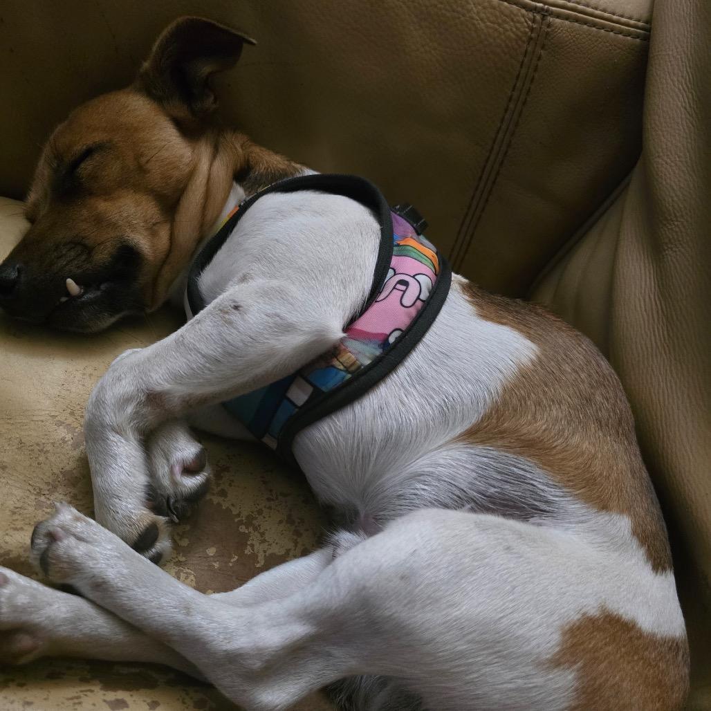 Enlarge Jake, a Adoptable Jack Russell Terrier in Bronson, FL image 2/2