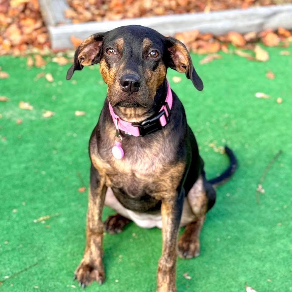 Taylor, a Adoptable mixed breed in Smyrna, GA image 2/6