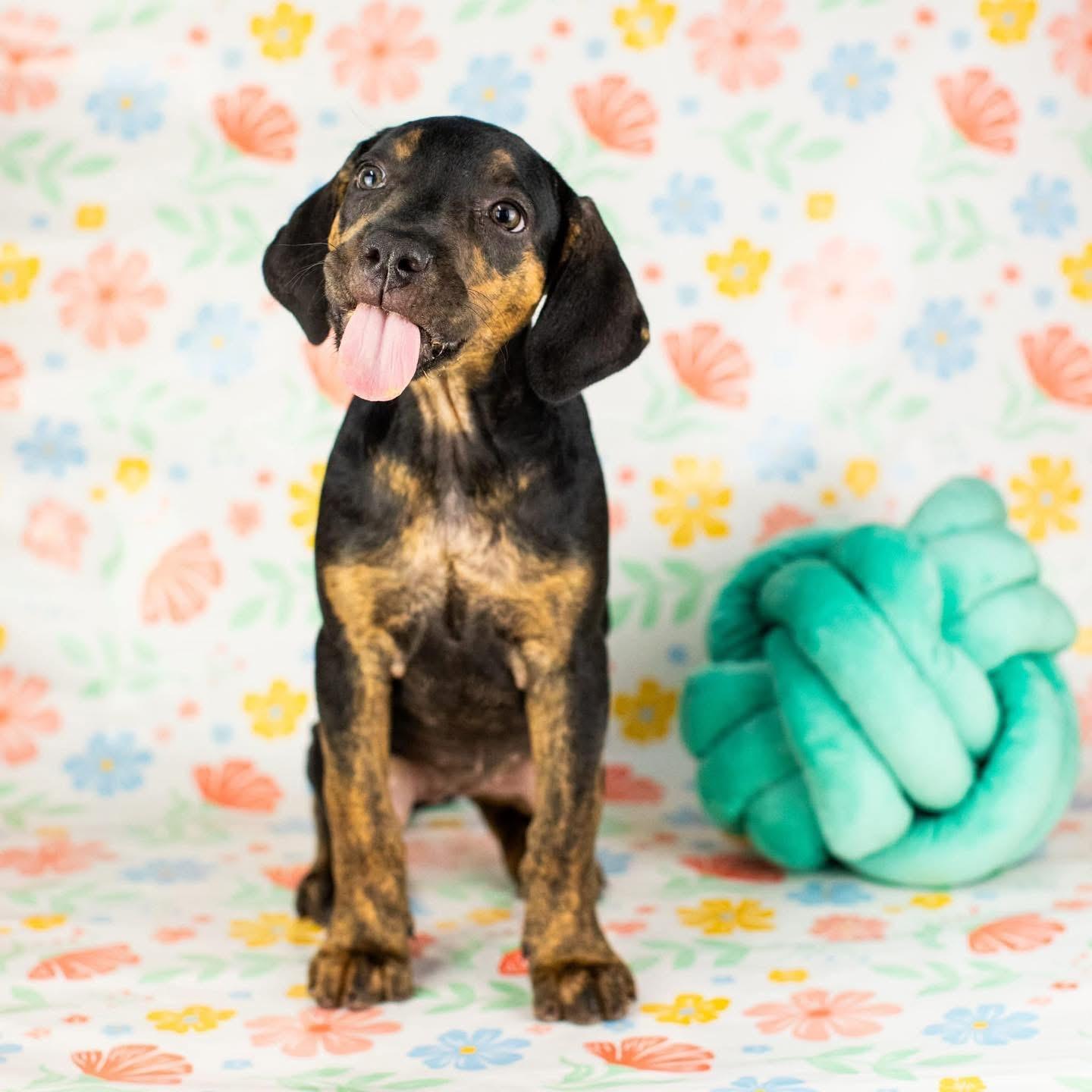 Taylor, a Adoptable mixed breed in Smyrna, GA image 1/5