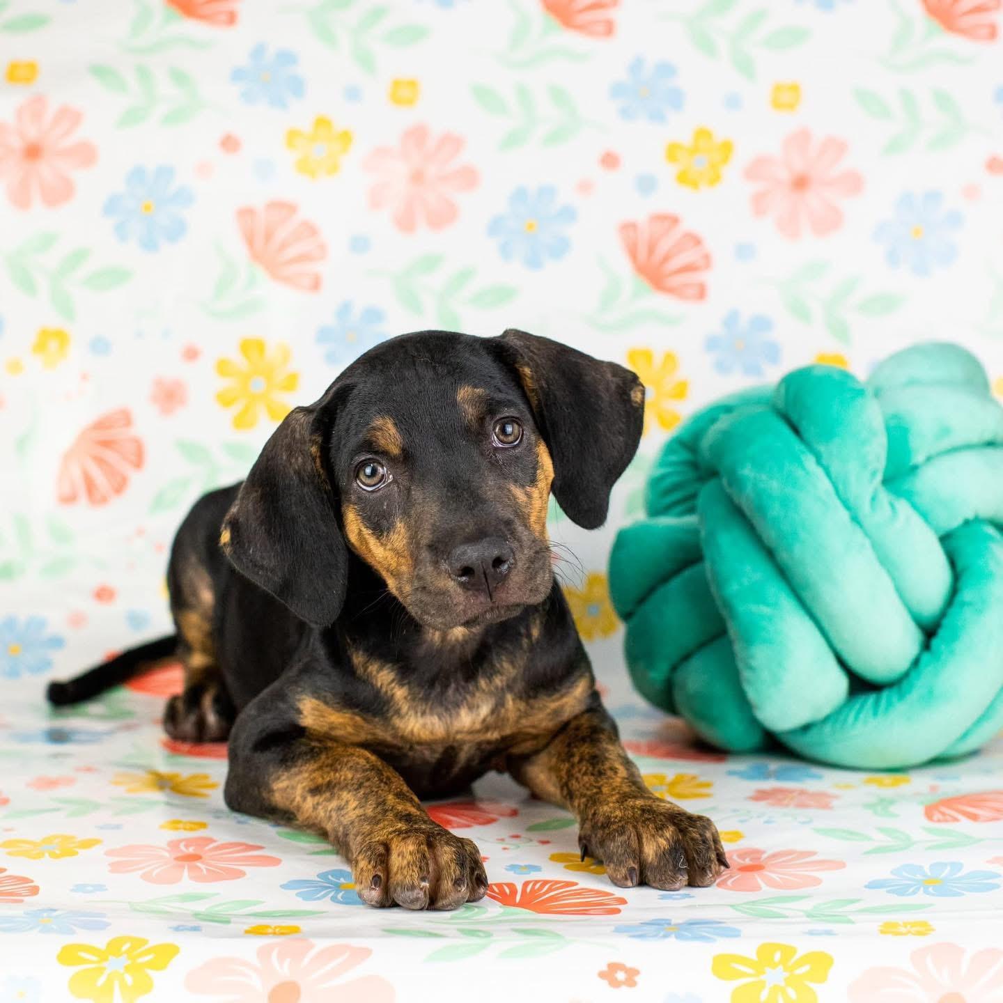 Taylor, a Adoptable mixed breed in Smyrna, GA image 2/5