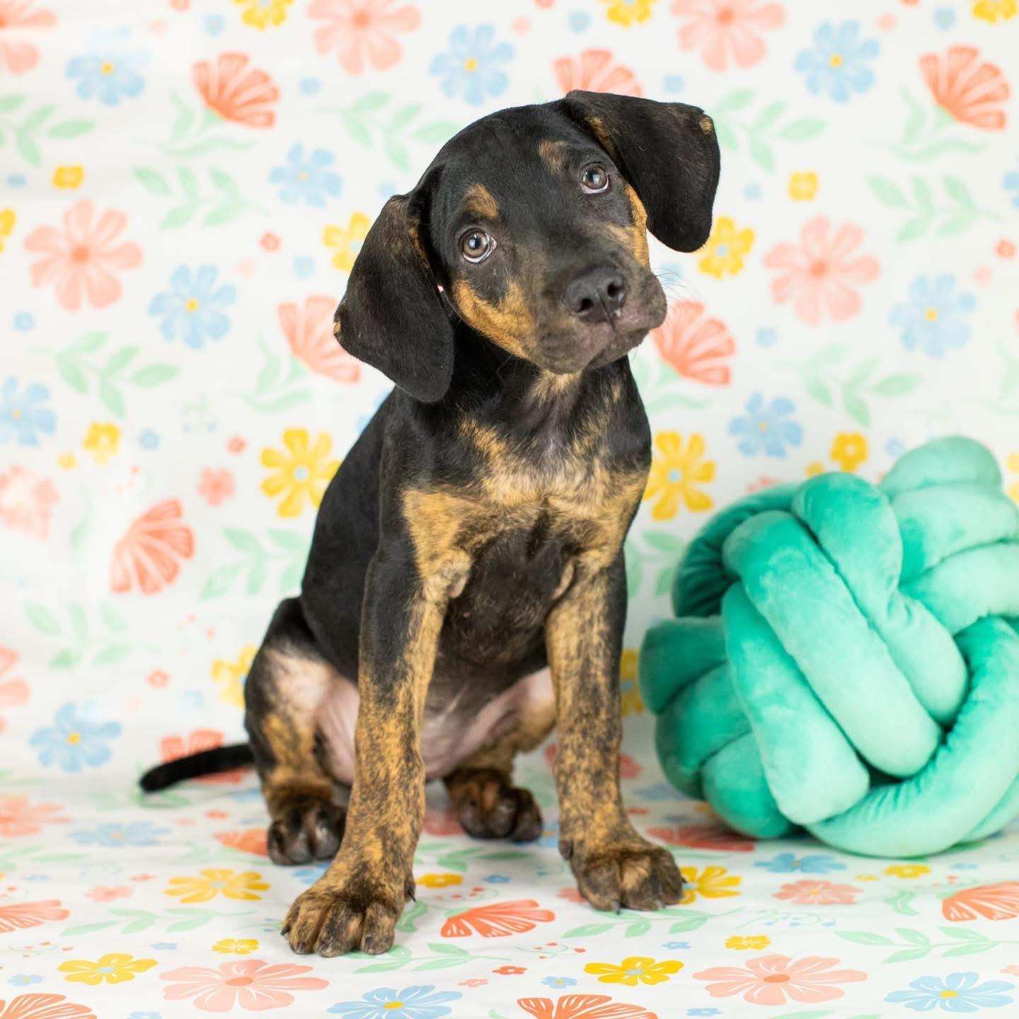 Taylor, a Adoptable mixed breed in Smyrna, GA image 3/5