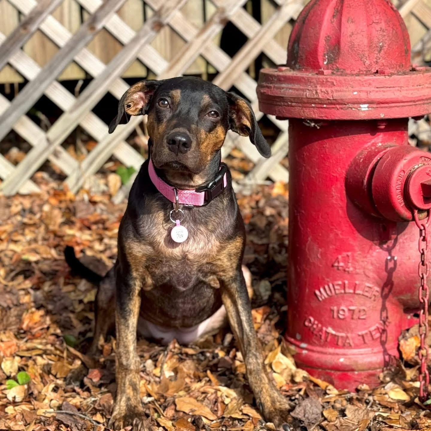 Taylor, a Adoptable mixed breed in Smyrna, GA image 4/6