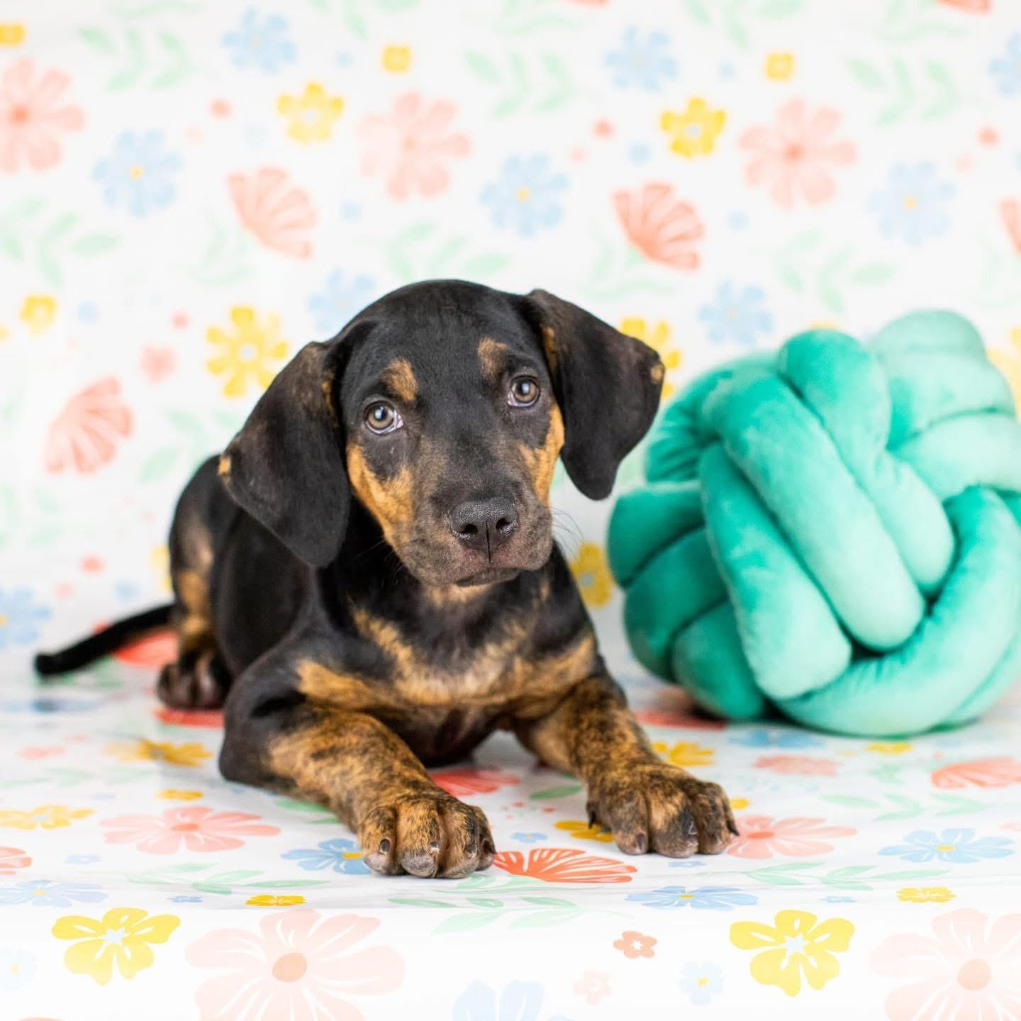 Taylor, a Adoptable mixed breed in Smyrna, GA image 4/5