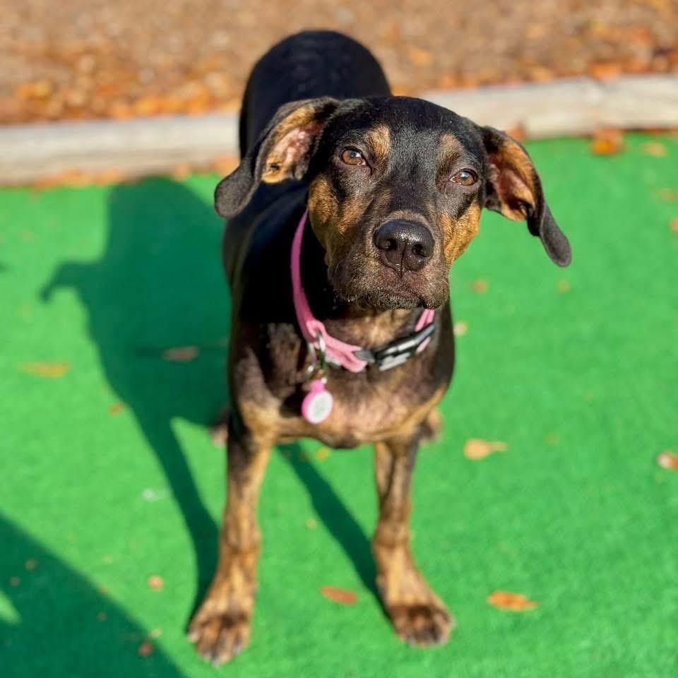 Taylor, a Adoptable mixed breed in Smyrna, GA image 6/6