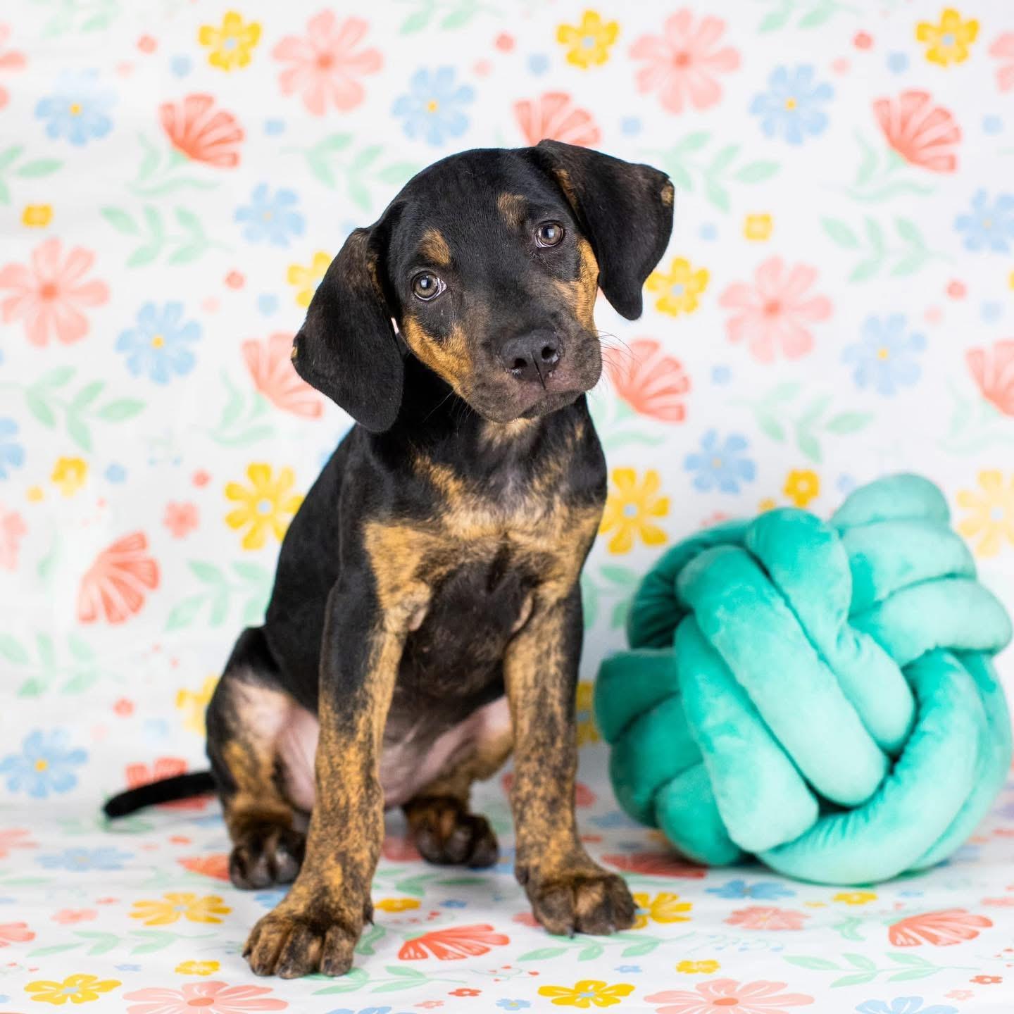 Taylor, a Adoptable mixed breed in Smyrna, GA image 5/5