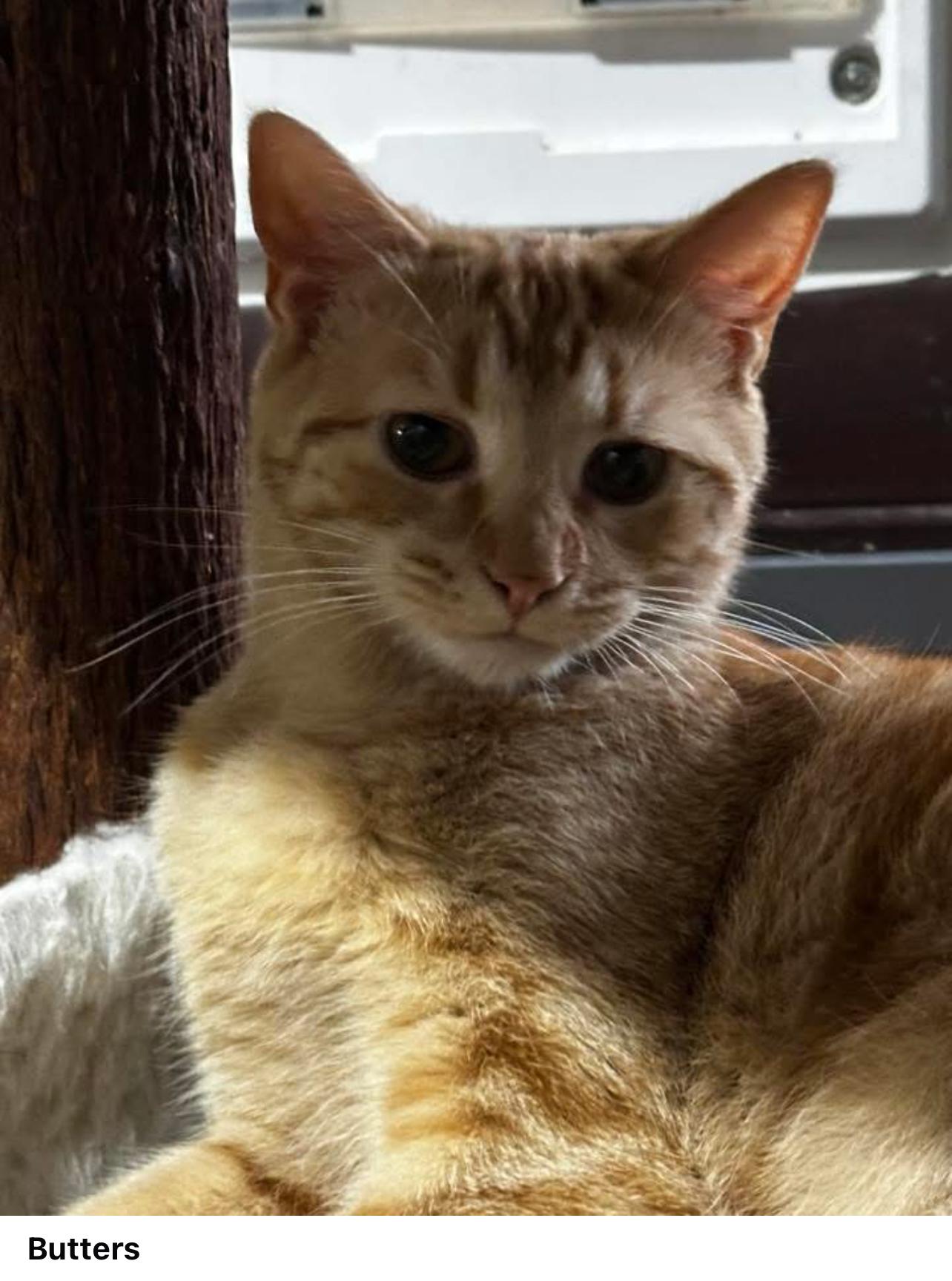 Enlarge Butters, a Adoptable Domestic Short Hair in North Vernon, IN image 2/3