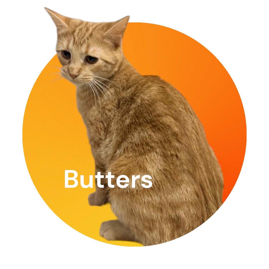 Enlarge Butters, a Adoptable Domestic Short Hair in North Vernon, IN image 3/3