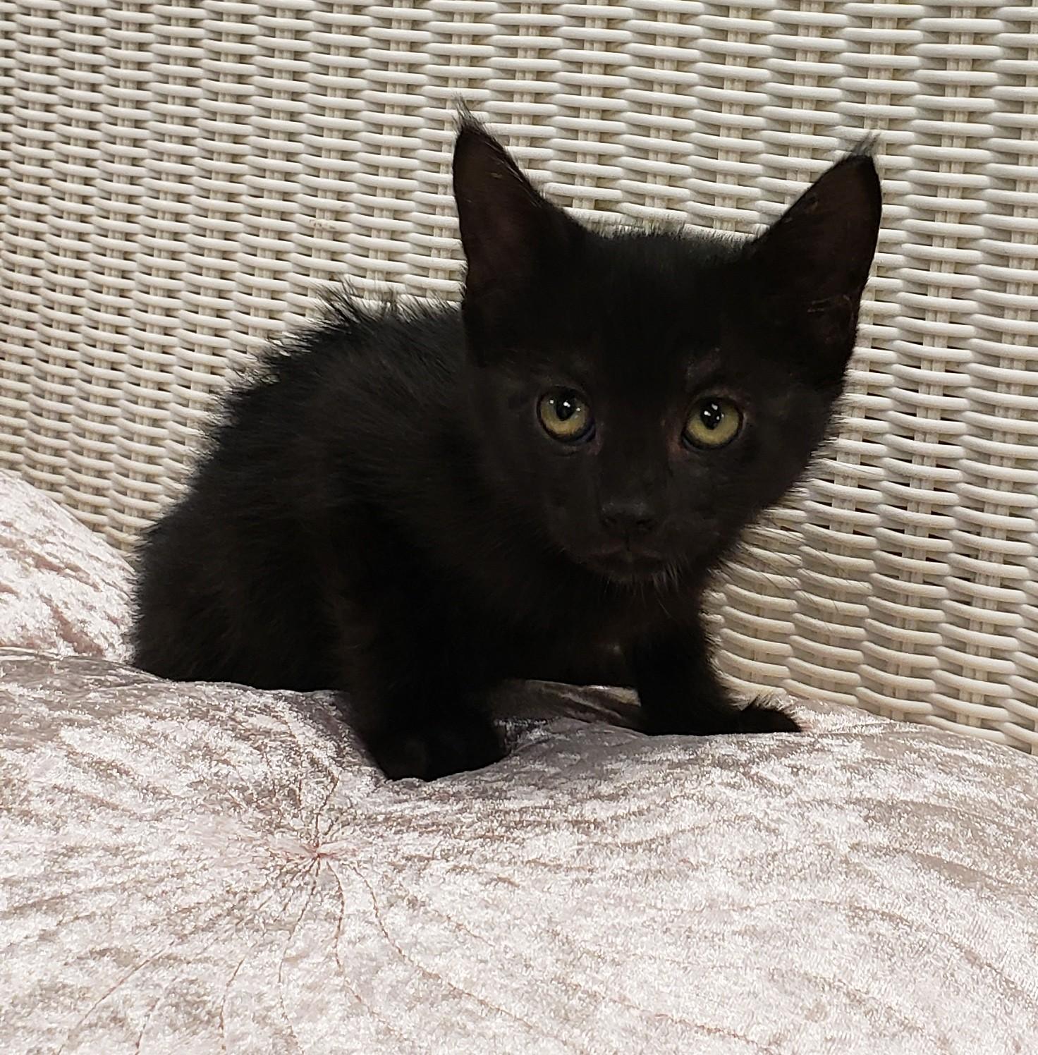 Luna