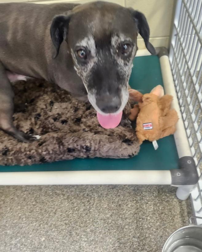 ROXIE, a ADOPTABLE mixed breed in Belvidere, IL image 3/3