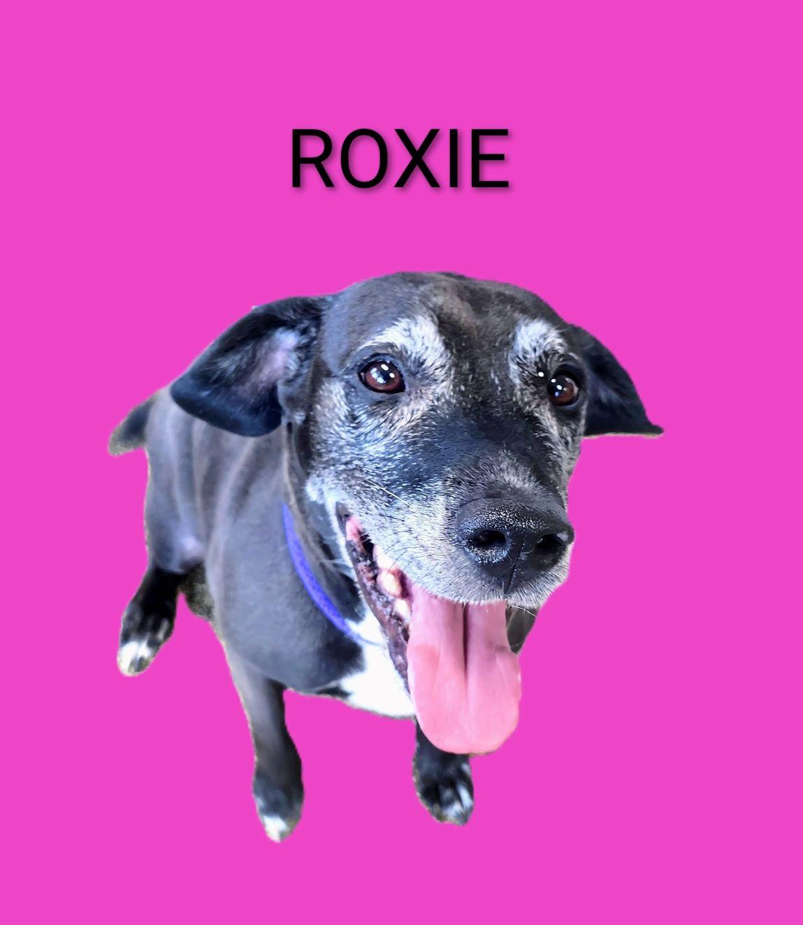 ROXIE, ADOPTABLE, Senior Female Pit Bull Terrier.