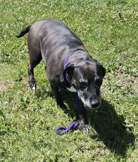 ROXIE, a ADOPTABLE mixed breed in Belvidere, IL image 2/3