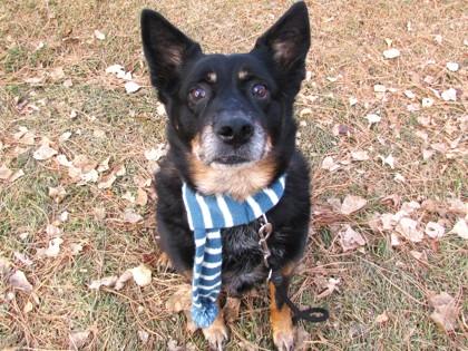 Enlarge Samantha, a Adoptable mixed breed in Boulder, CO image 1/3