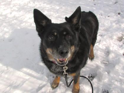 Samantha, Adoptable, Senior Female Cattle Dog & Mixed Breed.