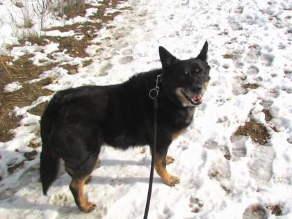 Enlarge Samantha, a Adoptable mixed breed in Boulder, CO image 2/3