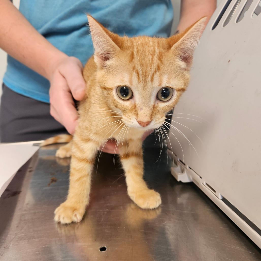 Enlarge Sandpaper, a Adoptable Domestic Short Hair in Hattiesburg, MS image 1/1
