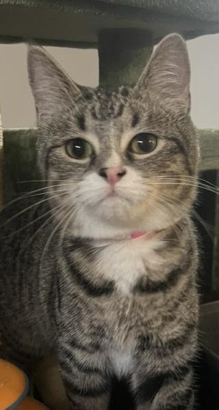Enlarge Princess Anna , a ADOPTABLE mixed breed in Danbury, CT image 1/1