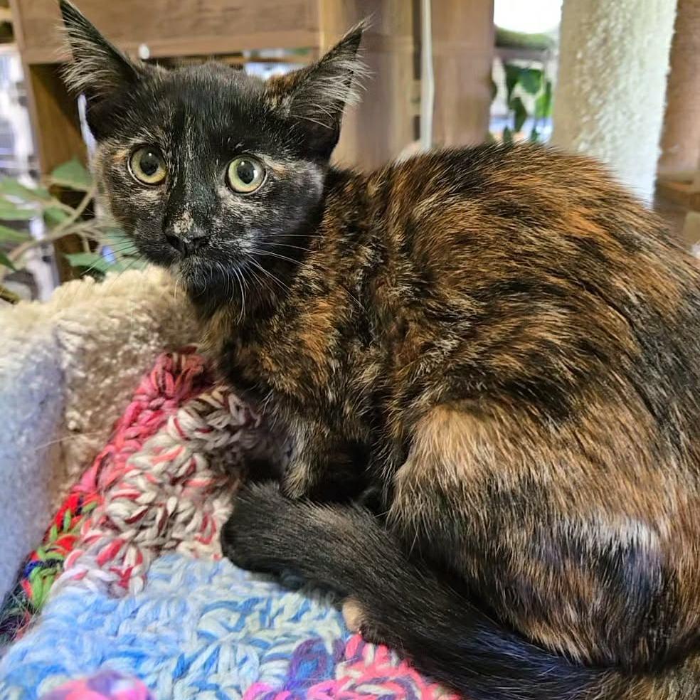 Lyric, Adoptable, Kitten Female Domestic Short Hair.