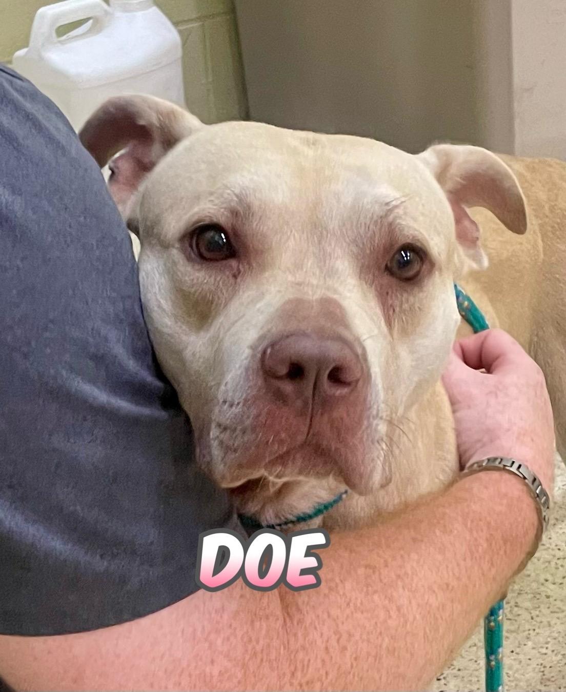 Doe, Adoptable, Adult Female Terrier.