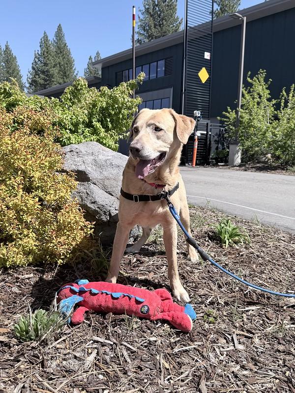 Enlarge  Sunny , a ADOPTABLE mixed breed in Truckee, CA image 2/4
