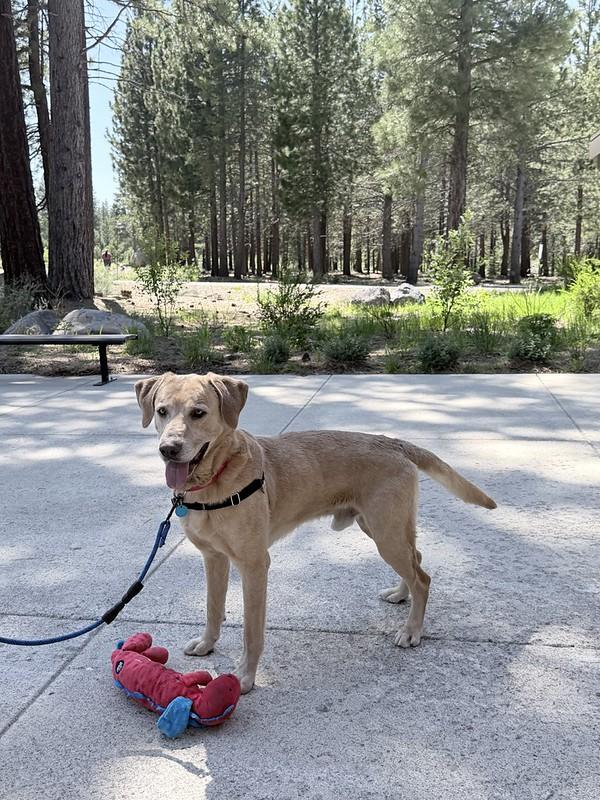 Enlarge  Sunny , a ADOPTABLE mixed breed in Truckee, CA image 4/4