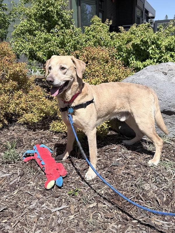  Sunny , ADOPTABLE, Adult Male Mixed Breed.