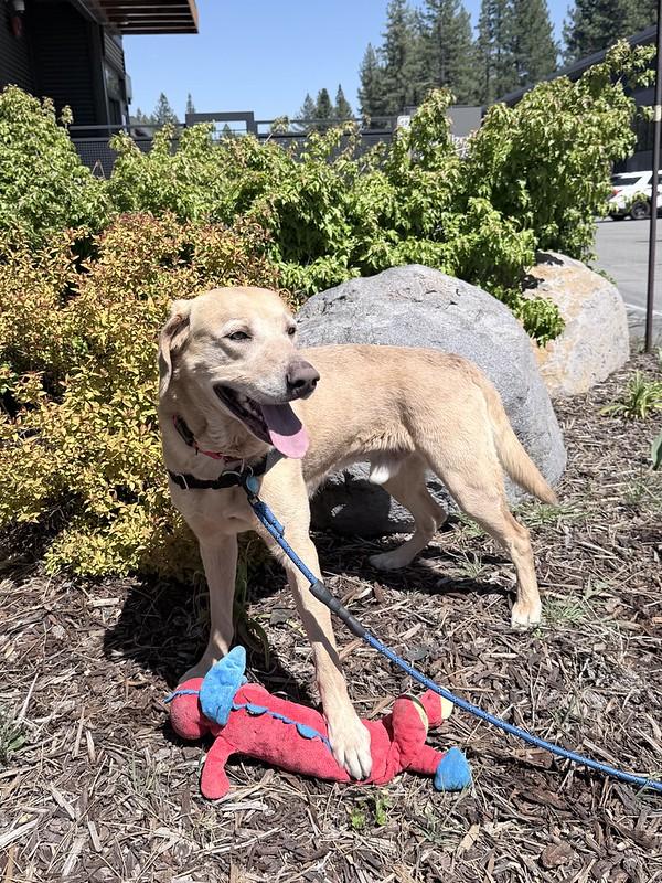 Enlarge  Sunny , a ADOPTABLE mixed breed in Truckee, CA image 3/4