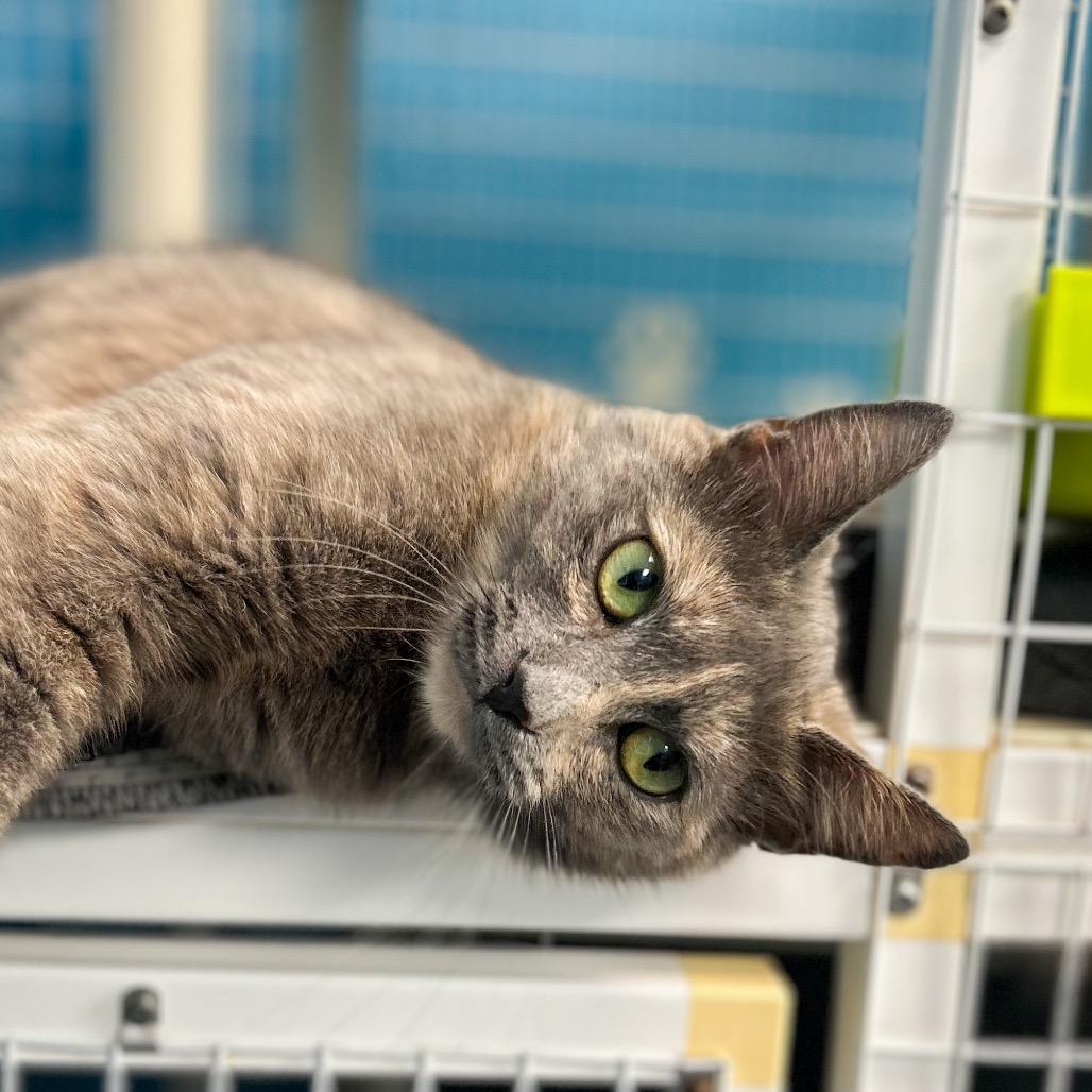 Duchess, a Adoptable Domestic Short Hair in Troy, VA image 1/4