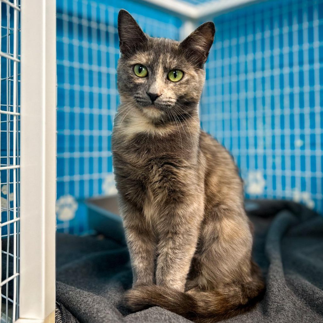 Duchess, a Adoptable Domestic Short Hair in Troy, VA image 2/4