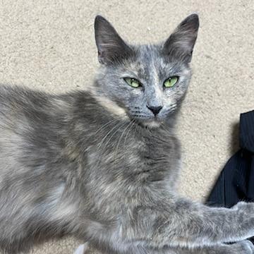 Duchess, Adoptable, Adult Female Domestic Short Hair.