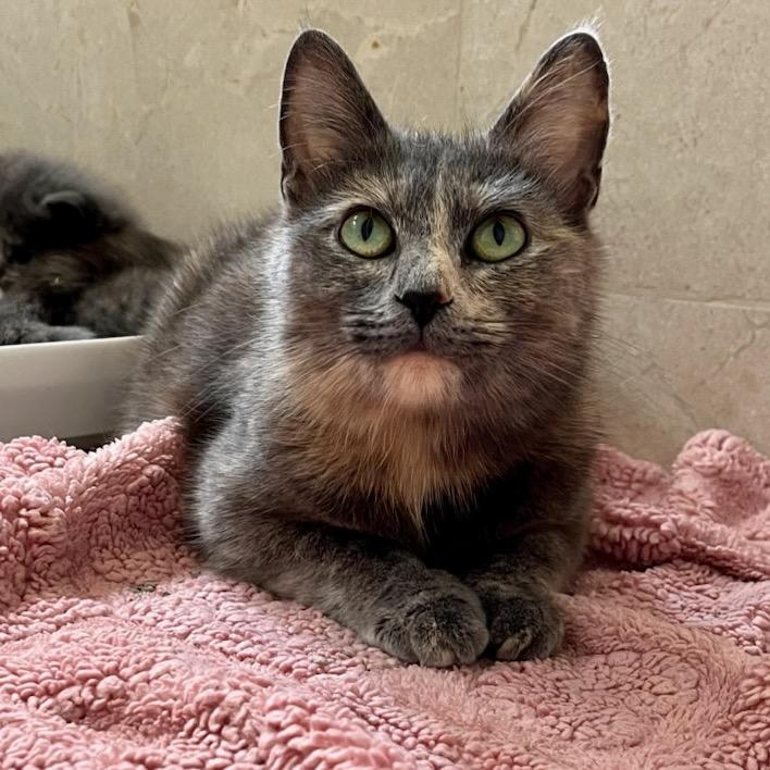 Enlarge Duchess, a Adoptable Domestic Short Hair in Troy, VA image 2/2