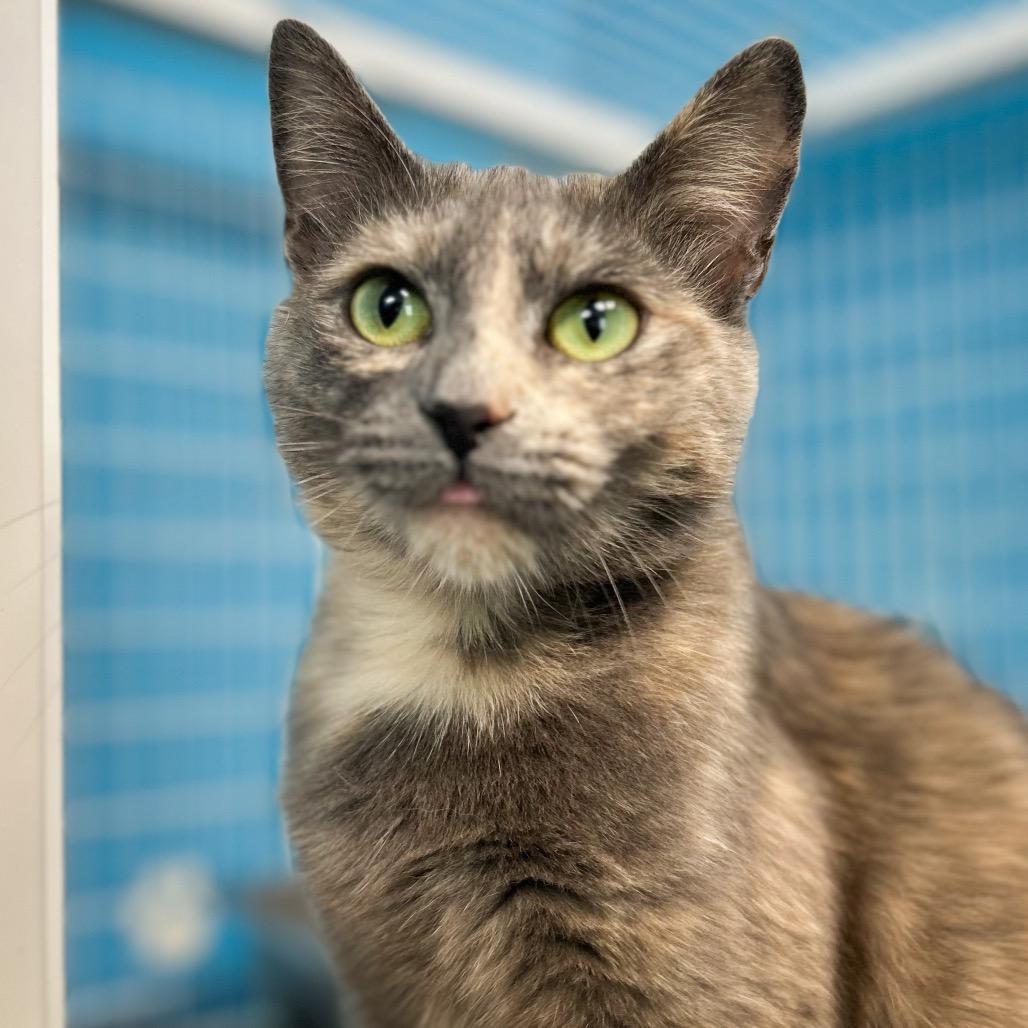 Duchess, a Adoptable Domestic Short Hair in Troy, VA image 4/4