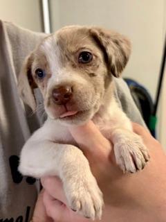 Enlarge Honey, an adopted mixed breed in Winter Haven, FL image 1/2