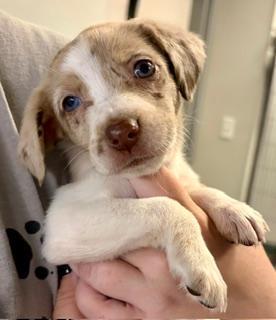 Enlarge Honey, an adopted mixed breed in Winter Haven, FL image 2/2