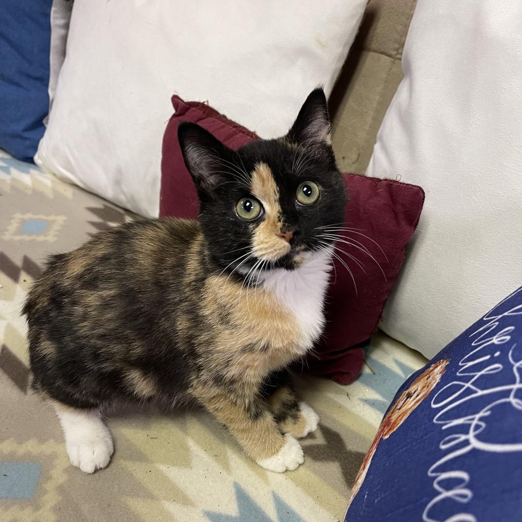 PEACHES & CREAM, an adopted Domestic Short Hair in Graham, WA image 5/6