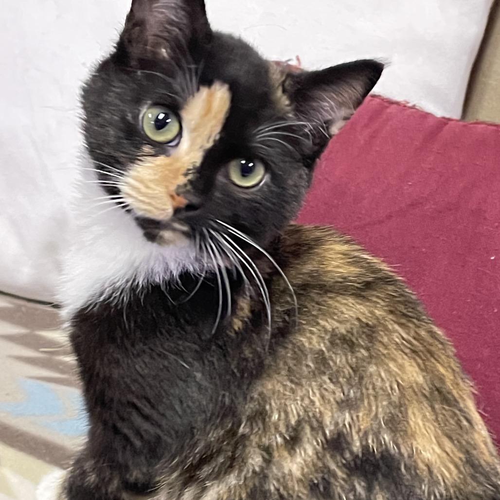 PEACHES & CREAM, an adopted Domestic Short Hair in Graham, WA image 1/6