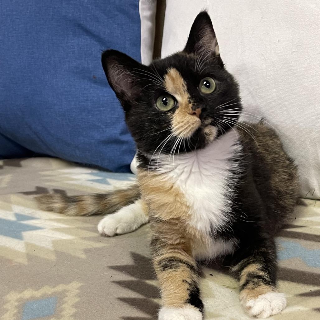 PEACHES & CREAM, an adopted Domestic Short Hair in Graham, WA image 2/6