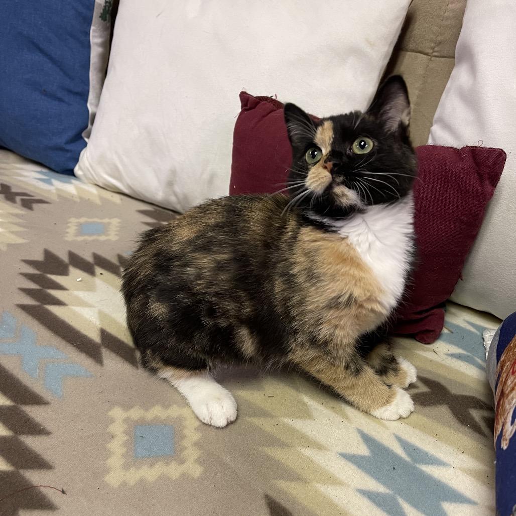 PEACHES & CREAM, an adopted Domestic Short Hair in Graham, WA image 4/6