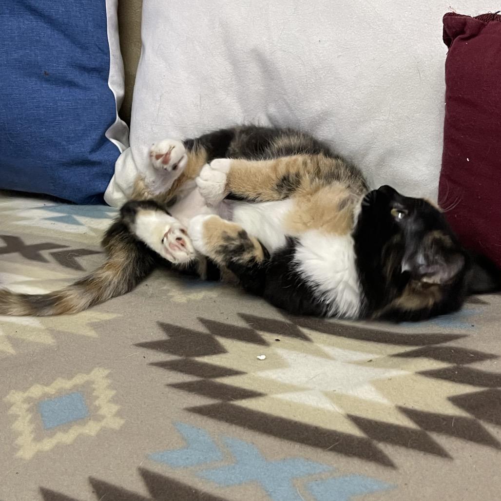 PEACHES & CREAM, an adopted Domestic Short Hair in Graham, WA image 6/6