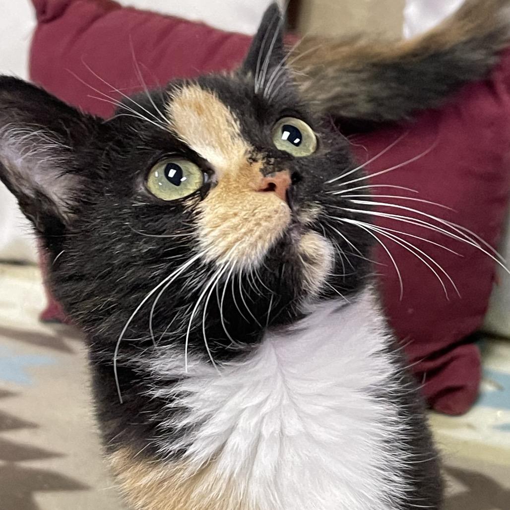 PEACHES & CREAM, an adopted Domestic Short Hair in Graham, WA image 3/6