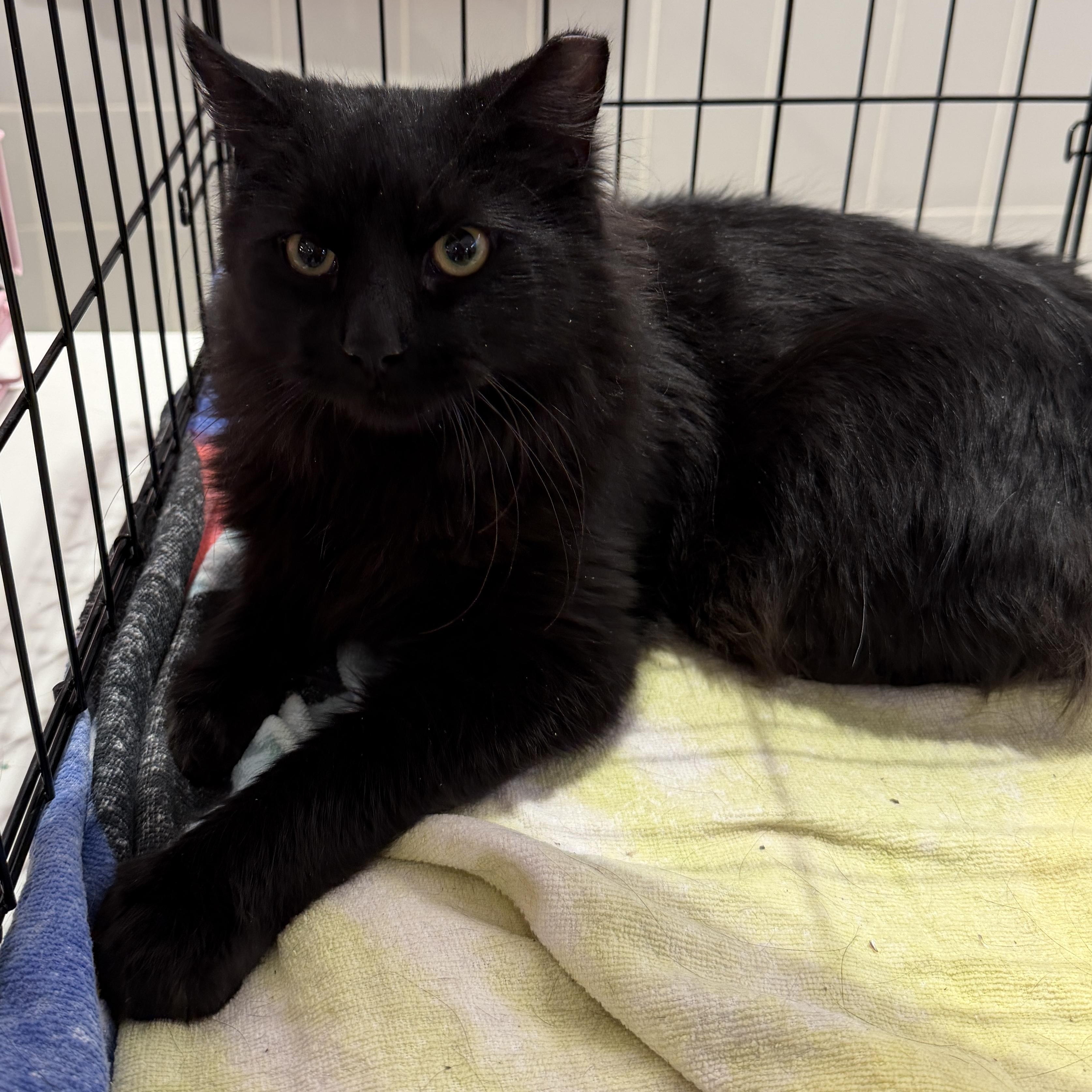 Dayton, adopted, Young Male Domestic Long Hair & Maine Coon.