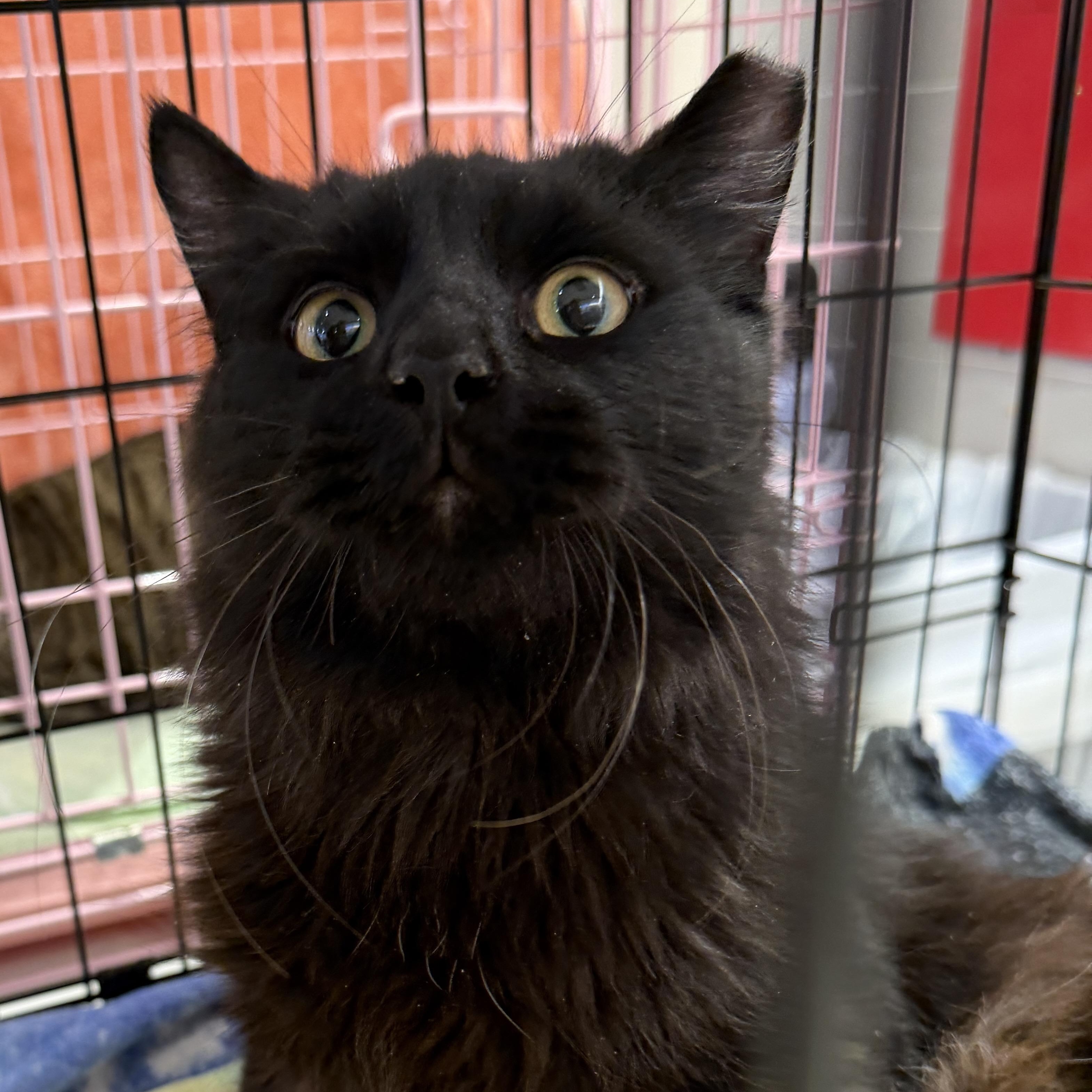 Enlarge Dayton, an adopted mixed breed in Woodbridge, NJ image 2/2