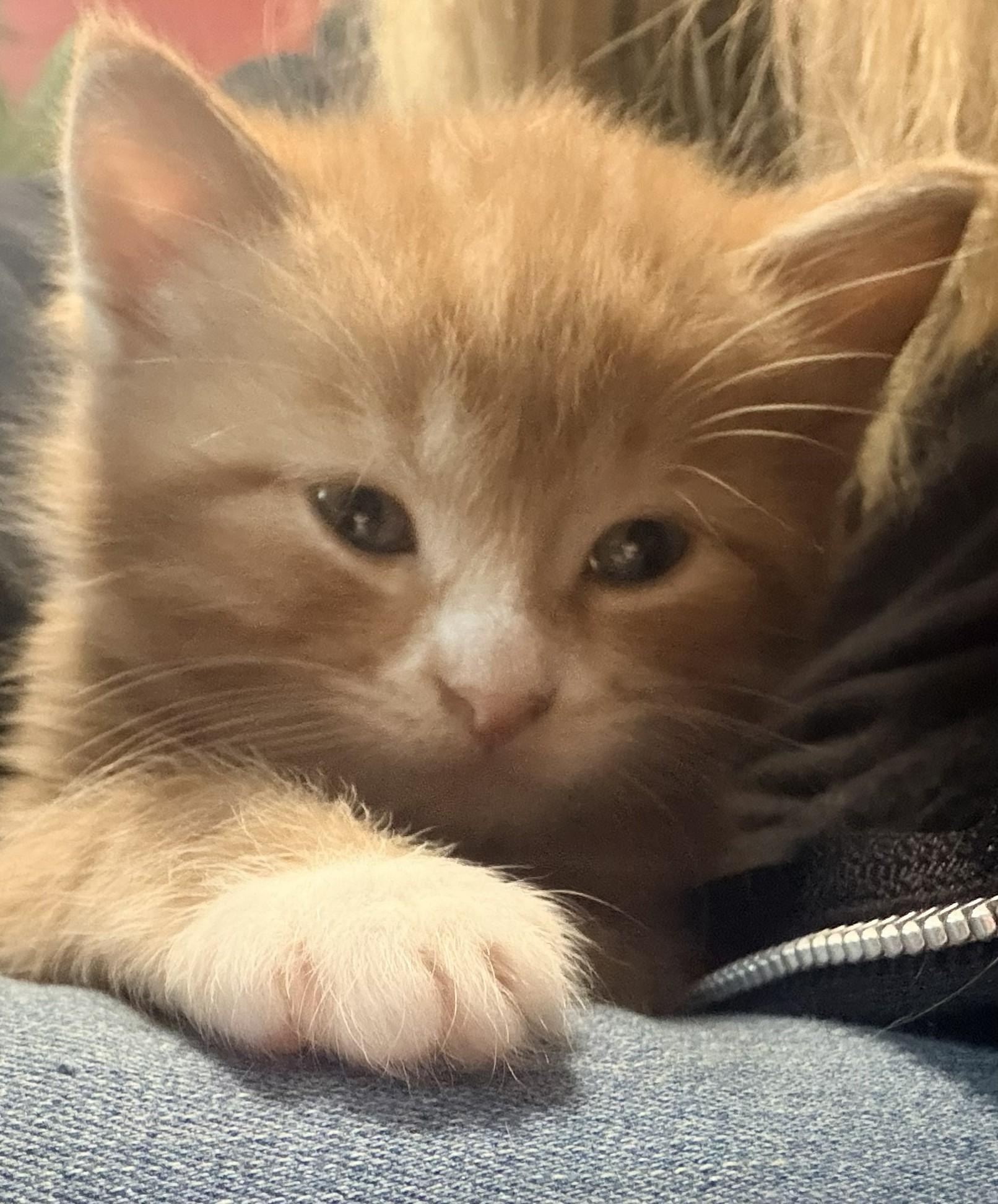 Enlarge Cooper, an adopted Domestic Medium Hair in Aylett, VA image 1/3
