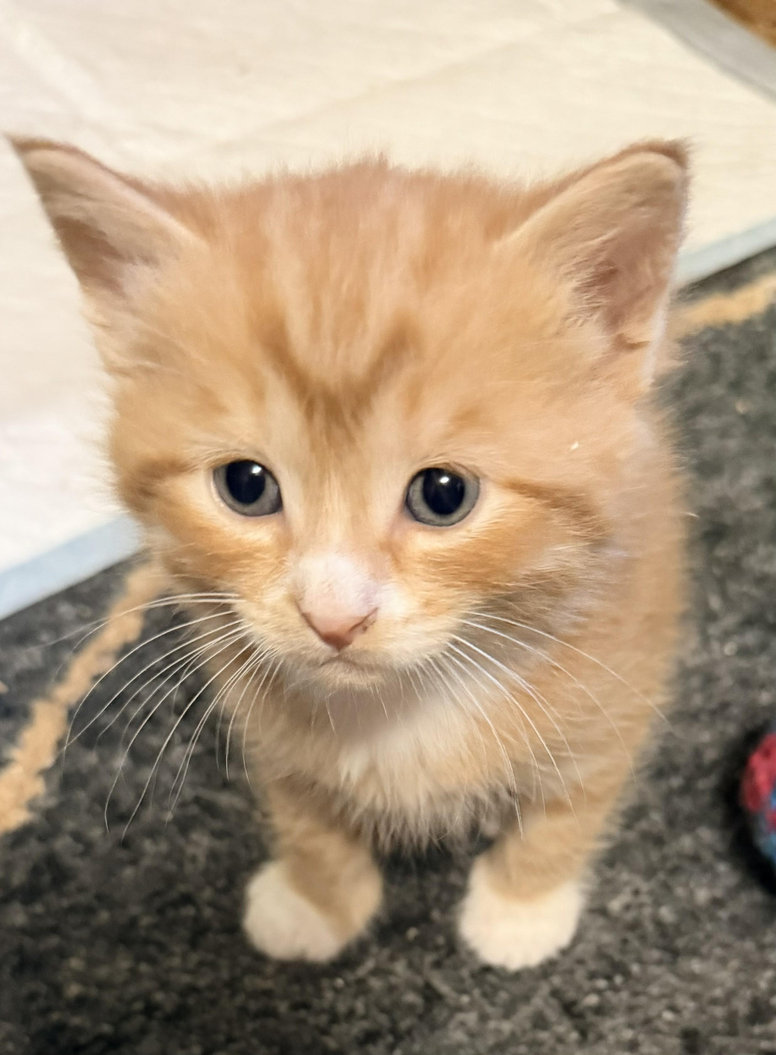 Enlarge Cooper, an adopted Domestic Medium Hair in Aylett, VA image 2/3
