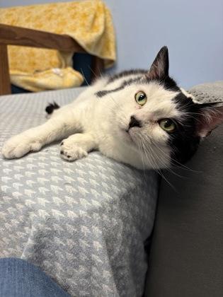 Enlarge Welcome, a Adoptable mixed breed in Lowell, MA image 2/3