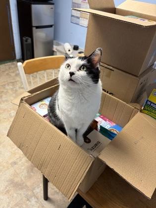 Enlarge Welcome, a Adoptable mixed breed in Lowell, MA image 2/3